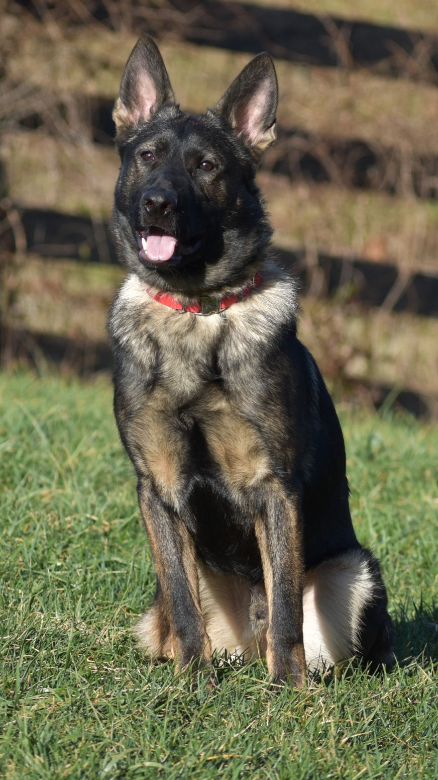K9-Unleashed | Exclusive Protection Dogs for Sale